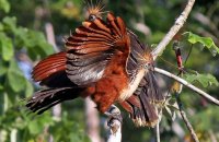 Hoatzins (Opisthocomus hoazin)