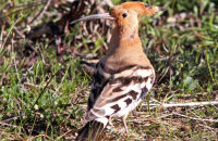 Hoopoe (Upops epopa) 1
