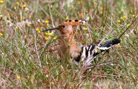 Hoopoe foraging in a meadow (Upupa epops) 2