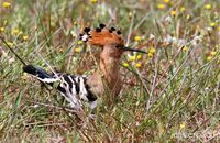 Hoopoe foraging in a meadow (Upupa epops) 3