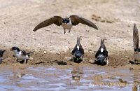 House Martins (Delichon urbicum) 1