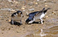 House Martins (Delichon urbicum) 2