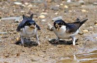 House Martins (Delichon urbicum) 3