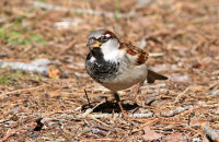 House Sparrow (Passer domesticus)