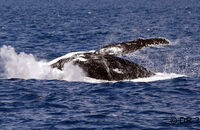 Humpback Whale (Megaptera novaeangliae) (10)