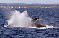 Humpback Whale (Megaptera novaeangliae) (11)