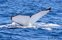 Humpback Whale (Megaptera novaeangliae) (1)