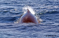 Humpback Whale (Megaptera novaeangliae) (2)