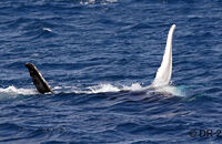 Humpback Whale (Megaptera novaeangliae) (3)