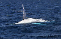 Humpback Whale (Megaptera novaeangliae) (4)