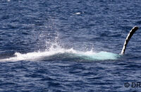 Humpback Whale (Megaptera novaeangliae) (5) Slapping pectoral fins