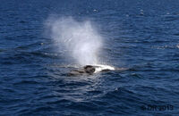 Humpback Whale (Megaptera novaeangliae) (6) Blowing