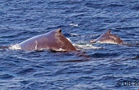 Humpback Whale (Megaptera novaeangliae) (7) Mother and calf