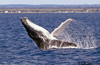 Humpback Whale (Megaptera novaeangliae) (8) Breaching; sequence of 4 images