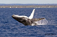 Humpback Whale (Megaptera novaeangliae) (9)