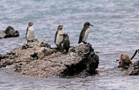 'I don't think we're alone!' Galapagos Penguins (Spheniscis mendiculus) (3) At Los Tuneles, Isabela