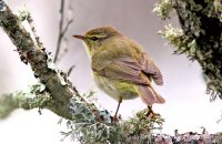 Iberian Chiffchaff (Phylloscopus ibericus)