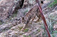 Iberian Lynx (Lynx pardinus) 'Datura'