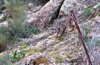 Iberian Lynx (Lynx pardinus) 'Datura'
