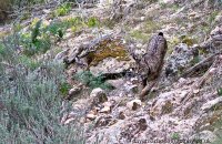 Iberian Lynx (Lynx pardinus) 'Datura'