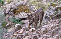 Iberian Lynx (Lynx pardinus) 'Datura'