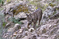 Spain - Doñana and Iberian Lynx