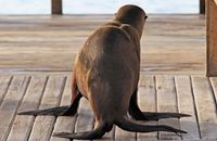 Galapagos Sealion (Zalophus wollebacki) (3)