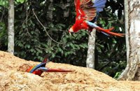 Incoming Scarlet Macaw (Ara macao)