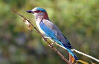 Indian Roller (Coracias benghalensis)