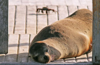 Galapagos Sealion (Zalophus wollebacki) (2) ..and friend.
