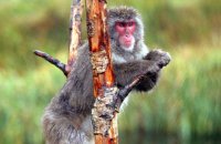 Japanese Macaque 'Snow Monkey' (Macaca fuscata)