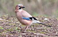 Jay (Garrulus glandarius) 1