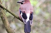 Jay (Garrulus glandarius) 2