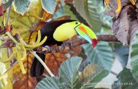 Keel-billed Toucan (Ramphastos sulphuratus) 2