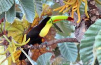 Keel-billed Toucan (Ramphastos sulphuratus) 1