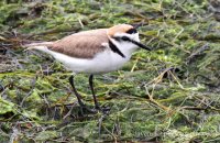 Kentish Plover (Charadrius alexandrinus) 2