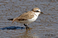 Kentish Plover (Charadrius alexandrinus) 1