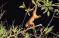 Kinkajou (Potos flavus)