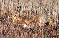 Hare running at full speed (Lepus europaeus),