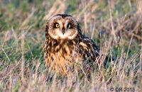 Short-eared Owl (Asio flammeus) 1