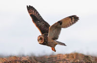 Short-eared Owl hunting at dusk (Asio flammeus) 2