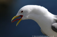 Kittiwake calling (Rissa trydactyla)
