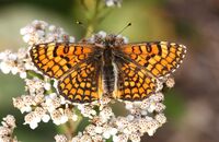 Knapweed Fritillary (Melitaea phoebe)