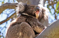 Koala (Phascolarctos cinereus) 1
