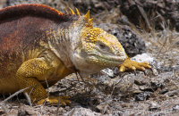 Land Iguana (Conolophus subcristatus) (2)
