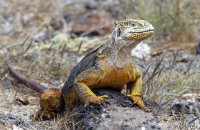 Land Iguana (Conolophus subcristatus) (3)