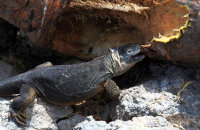 Land Iguana (Conolophus subcristatus) (7) Feeding on cactus.