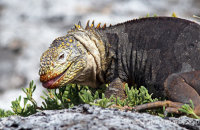 Land Iguana (Conolophus subcristatus) (4)