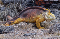 Land Iguana on South Plaza (Conolophus subcristatus) (1)