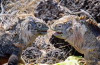 Land Iguanas (Conolophus subcristatus) (8)